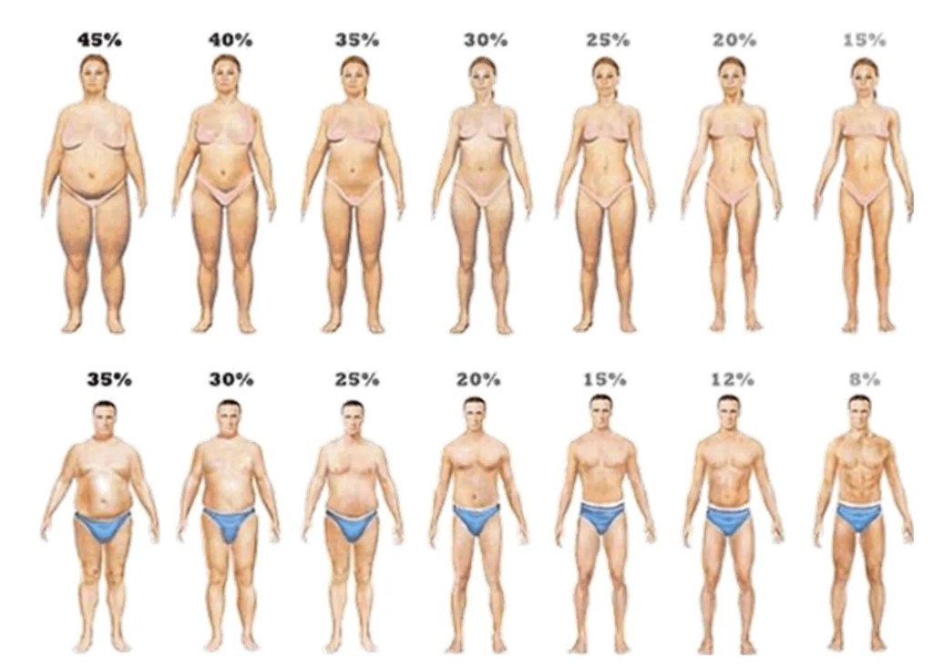 Siluetas porcentaje de grasa
